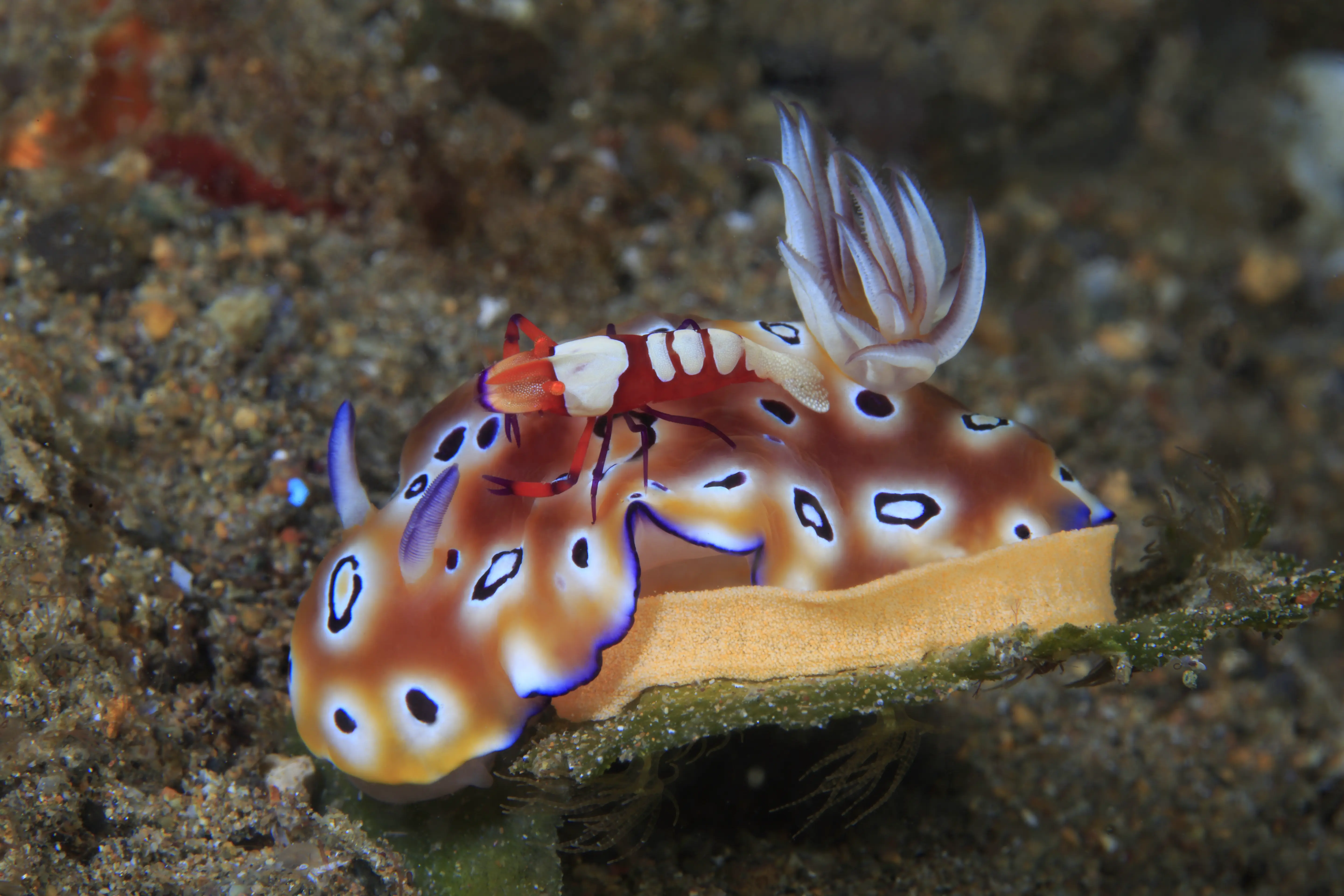 Anilao Macro Dive Media Highlight